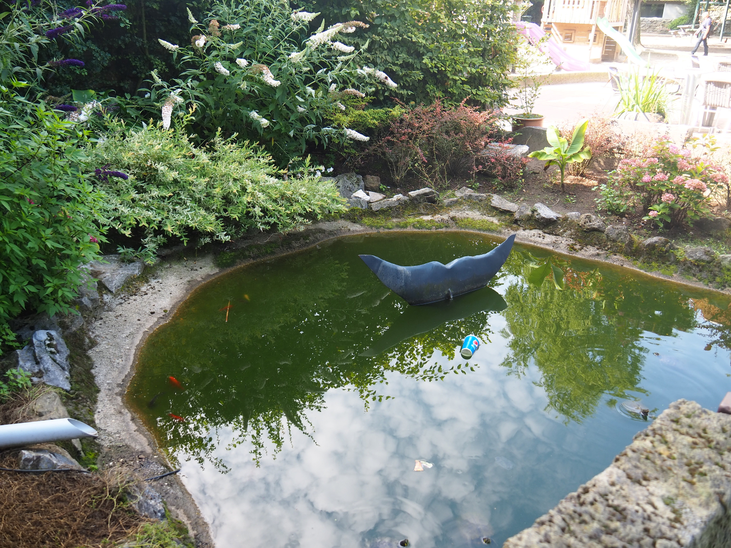 Carp, Goldfish, Koi and Turtle pond near the restaurant, 2019-08-04