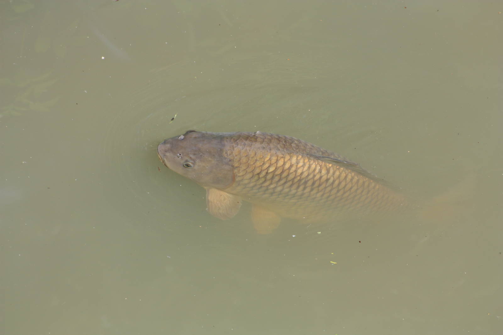 Carp in Tapir/Capybara side of lake, 7th July 2014