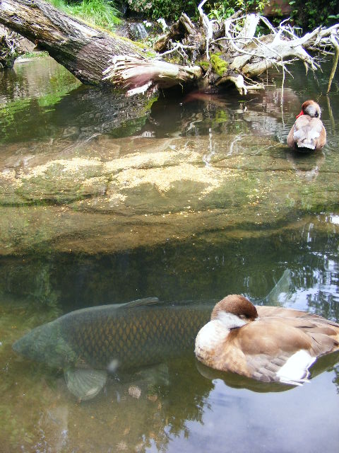 Carp in the beaver pool