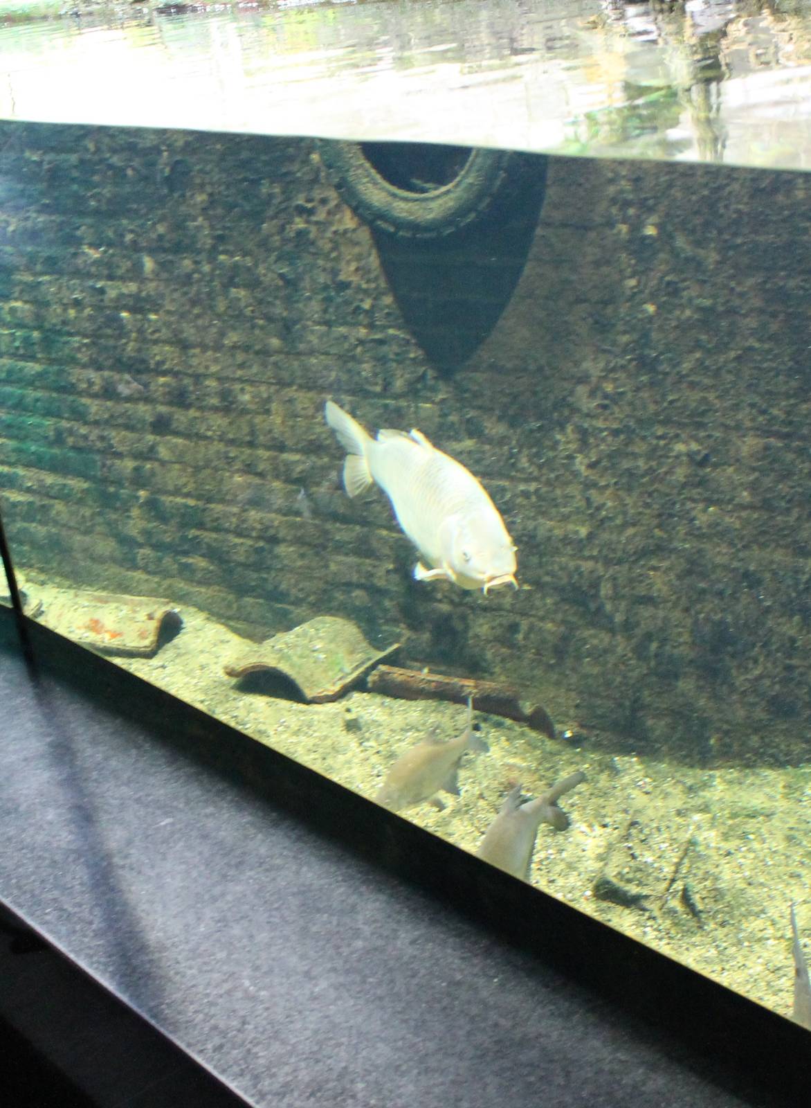 Carp in the Gracht-aquarium