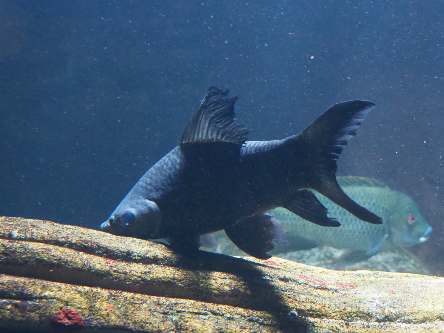 Carp-like fish in African aquarium - Zoo Antwerpen, 2019-06-26