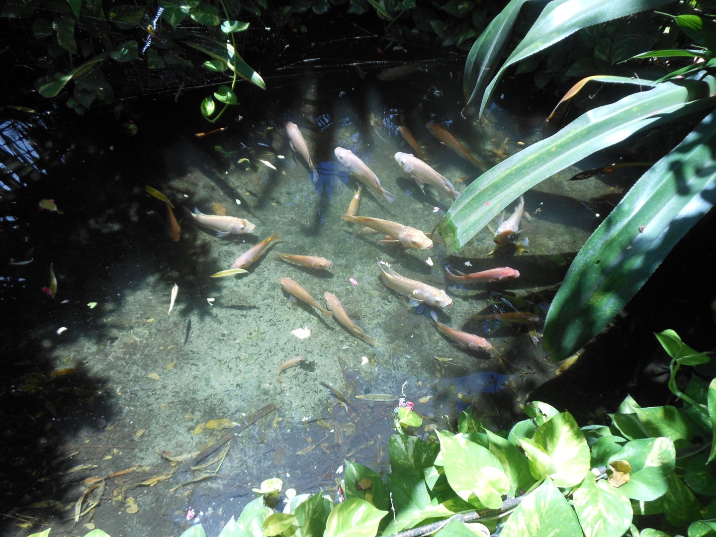 Carp pond