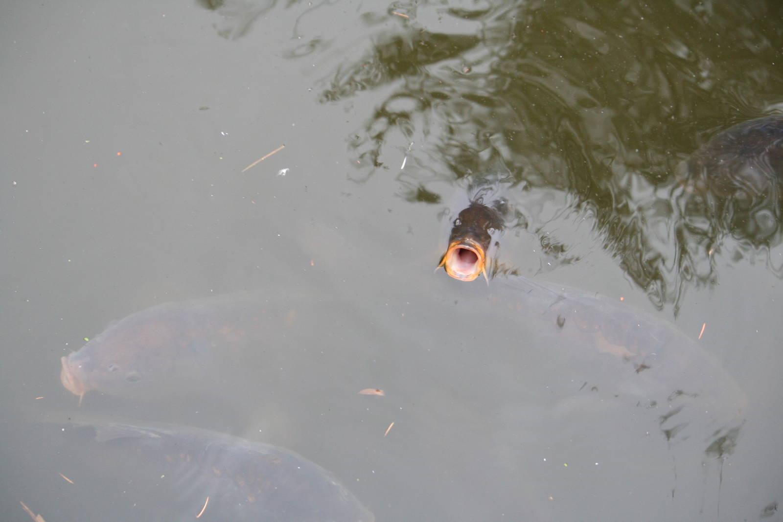 Carp, possibly Common