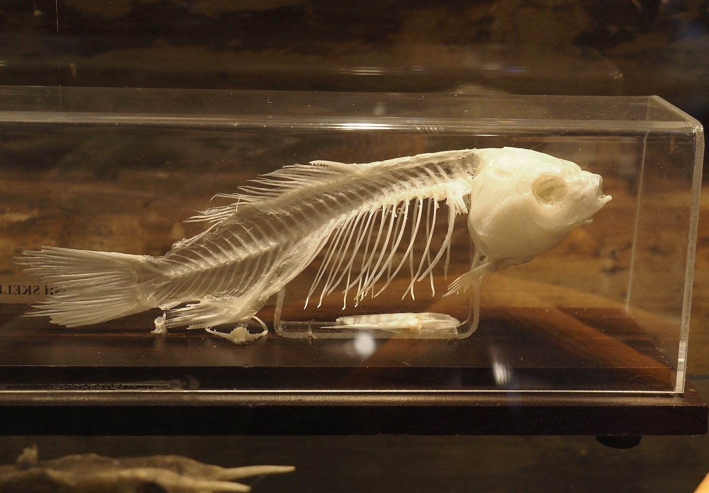 Carp skeleton, 2025-04-12