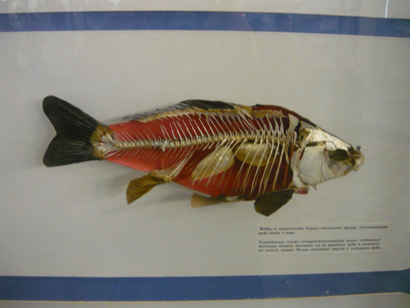 Carp skeleton with swimming bladder