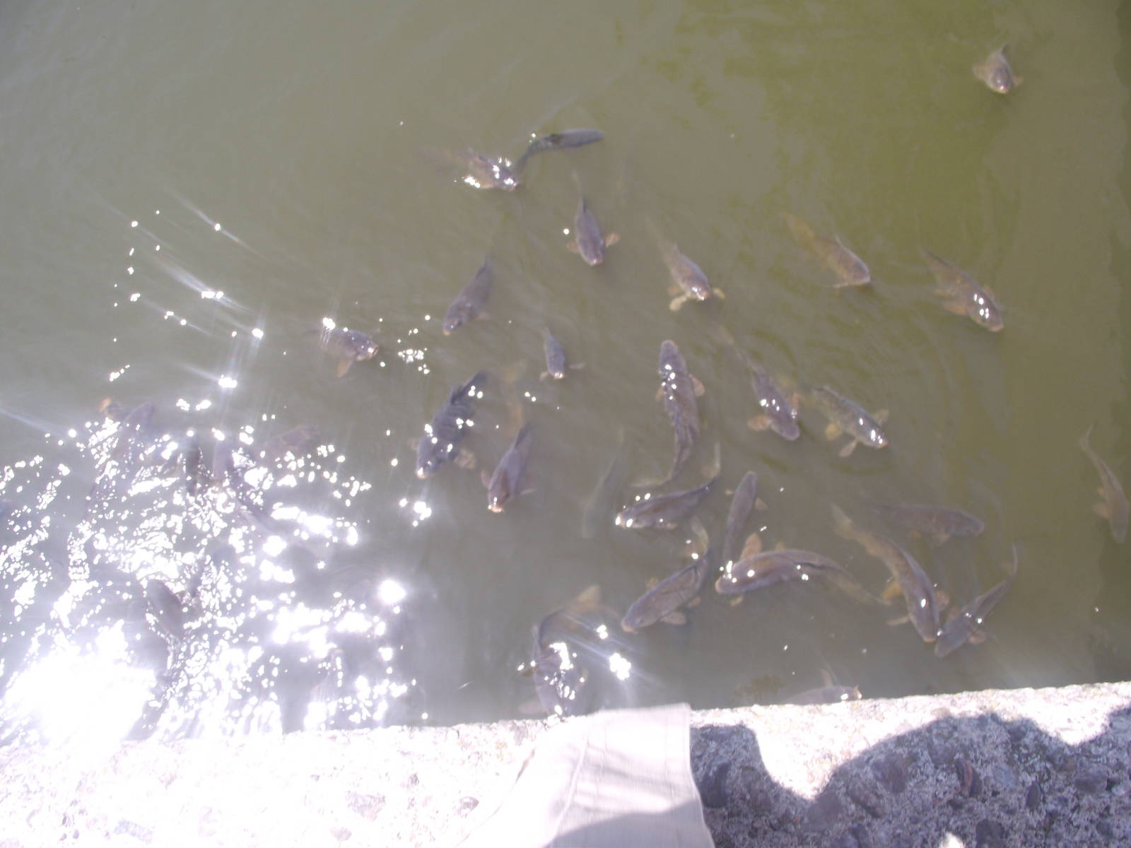 Carp Swarm