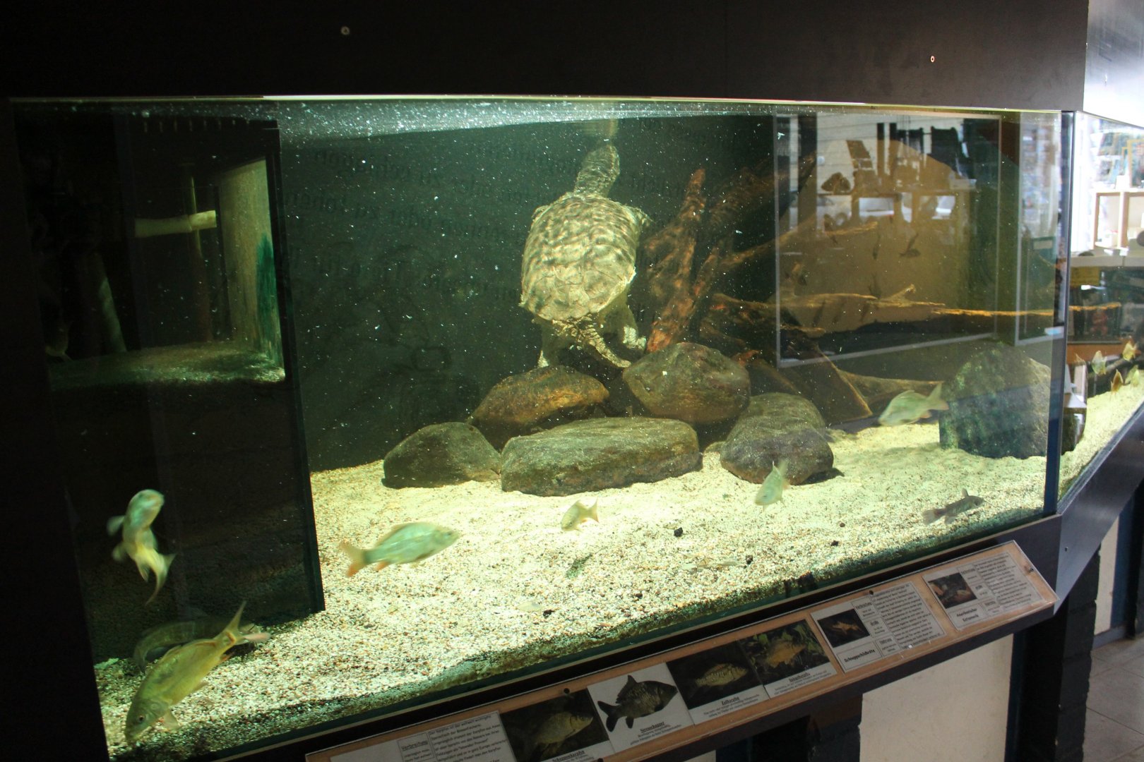 Carp - Turtle - Catfish enclosure