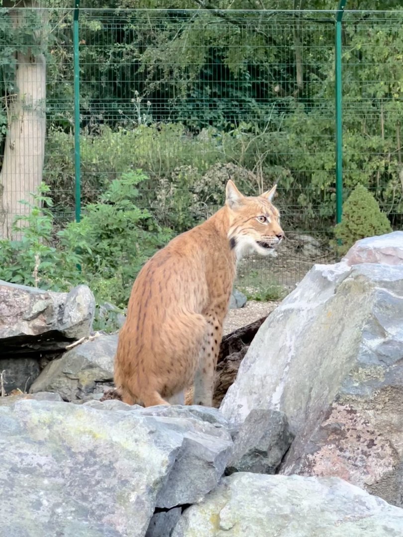 Carparhian lynx, Finn