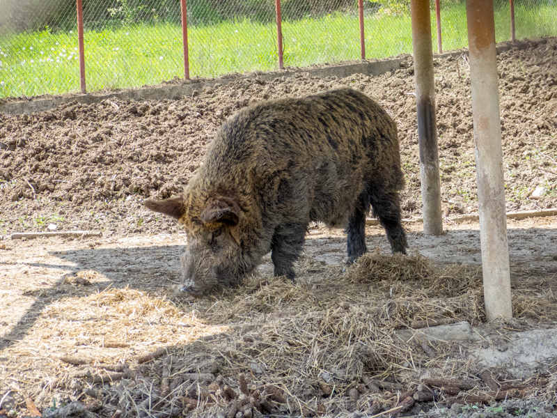 Carpathian boar (Sus scrofa attila)