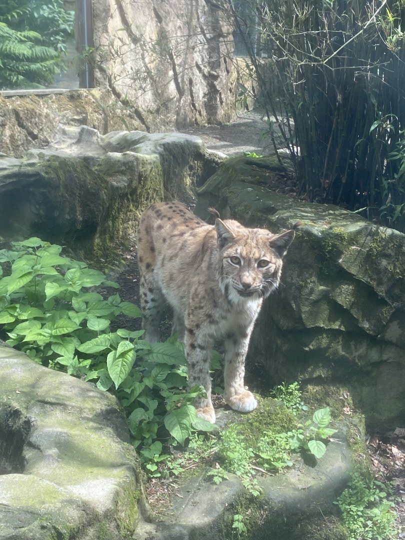 Carpathian lynx 050625