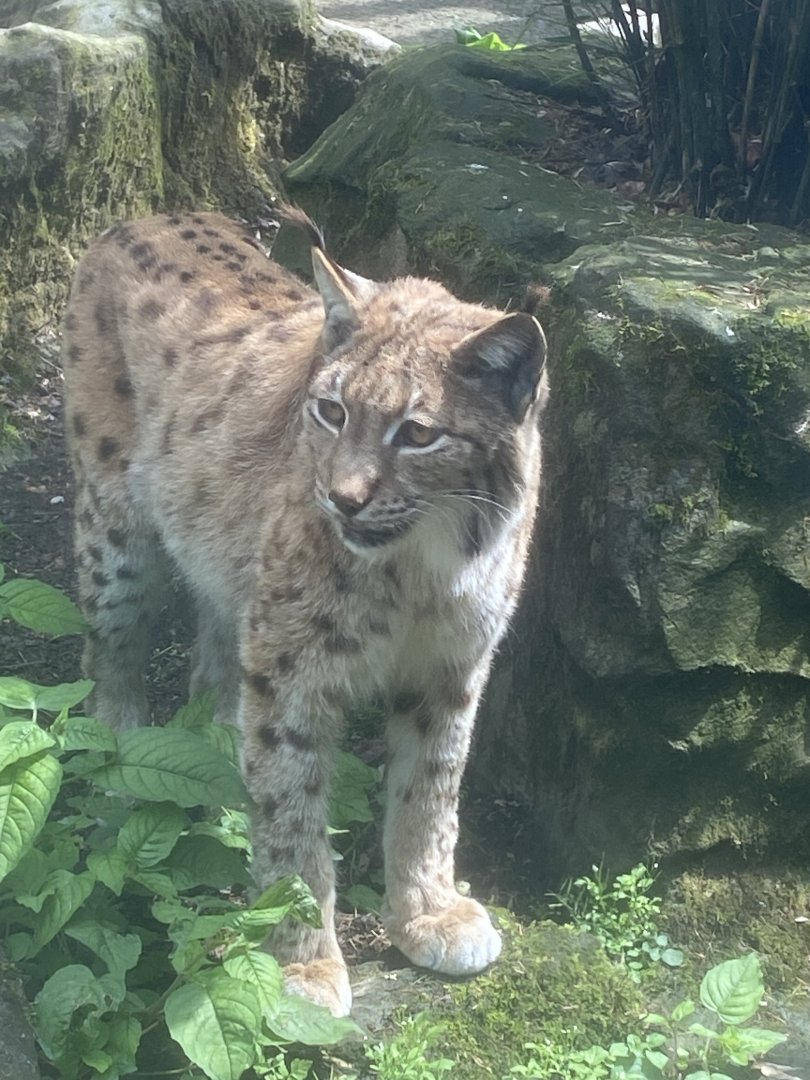 Carpathian lynx 050625