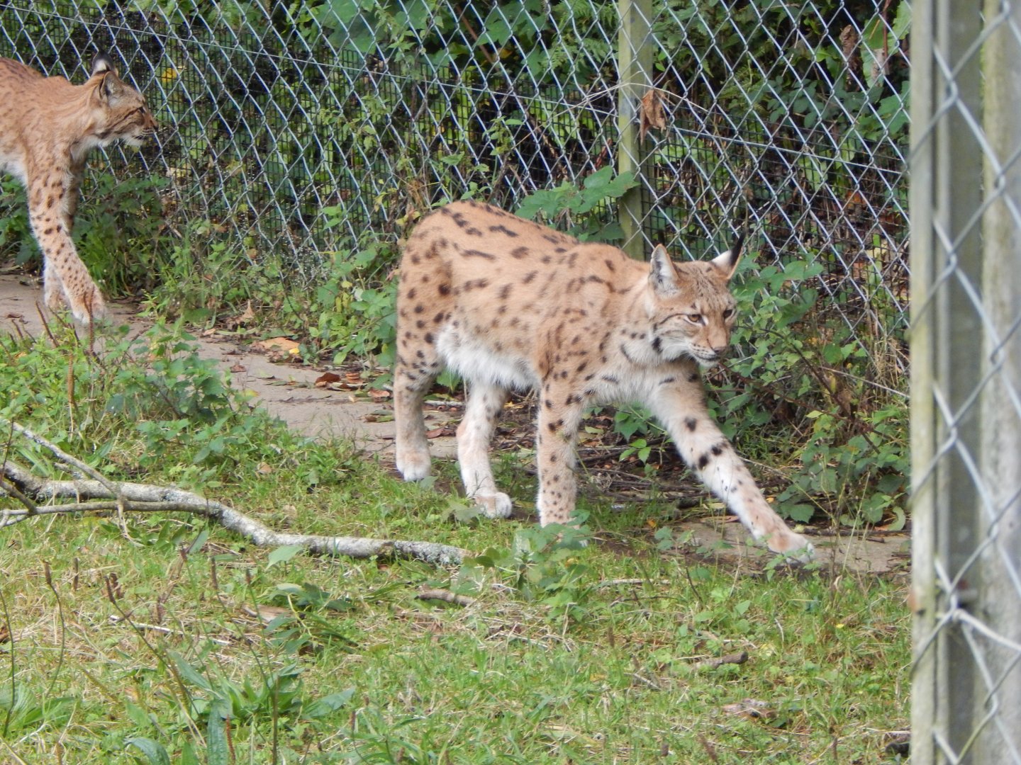 Carpathian lynx 050925