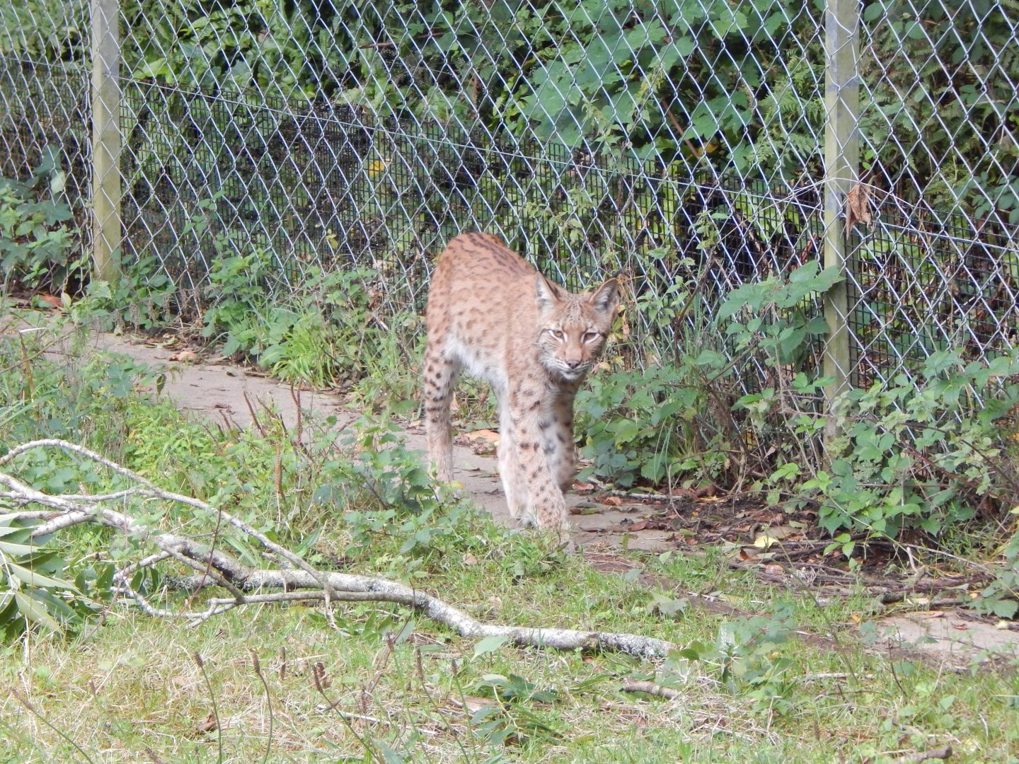 Carpathian lynx 050925