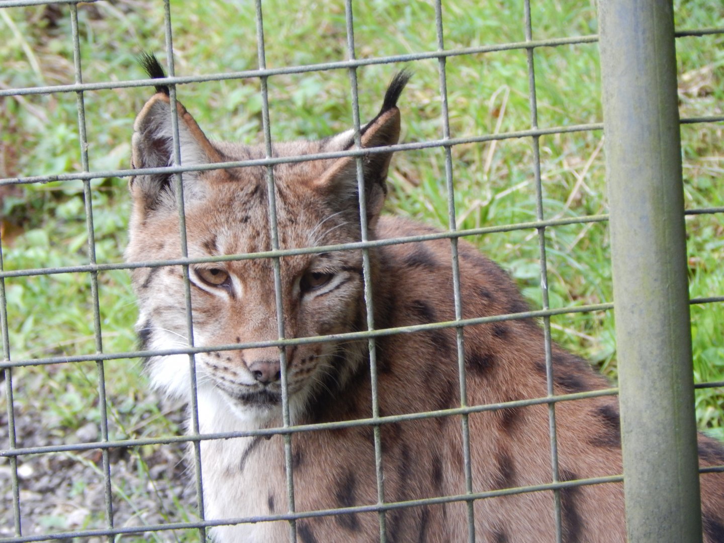 Carpathian lynx 050925