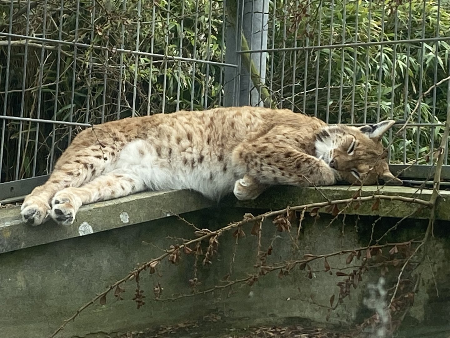 Carpathian lynx 060523