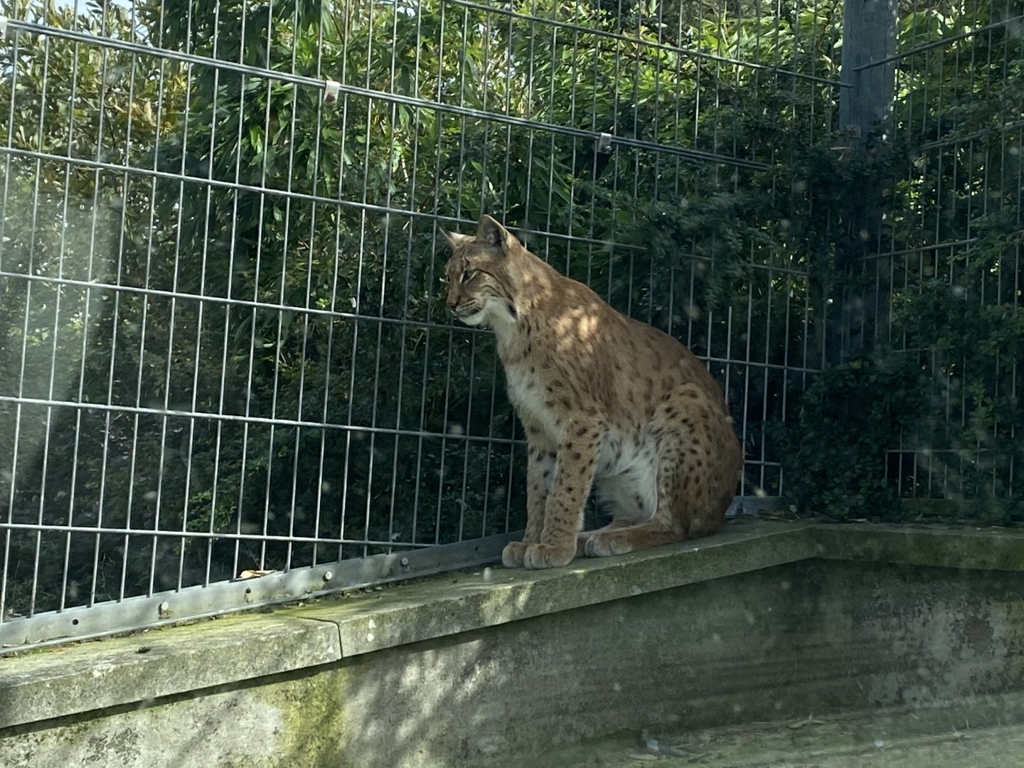 Carpathian lynx 070920