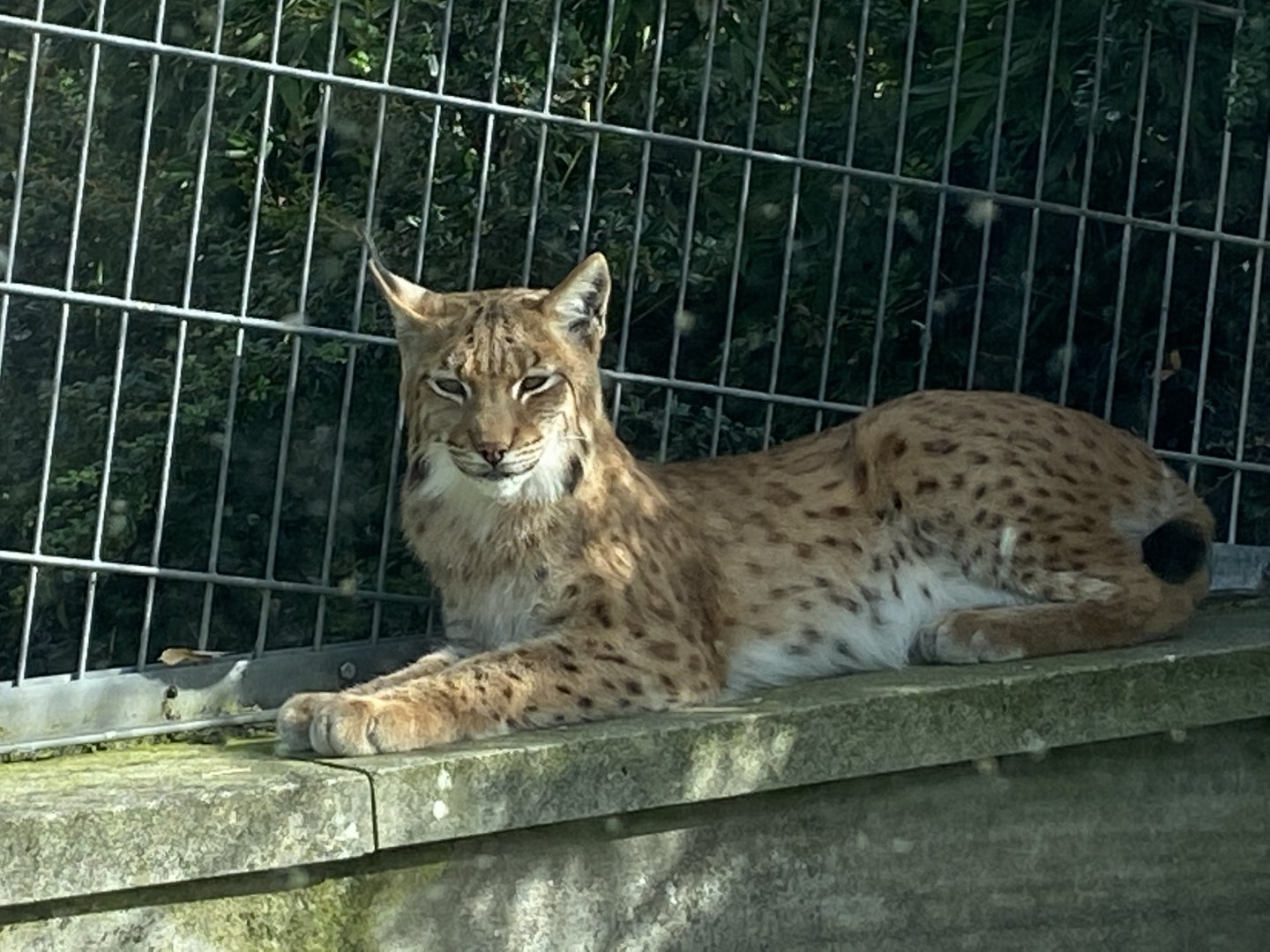 Carpathian lynx 070920