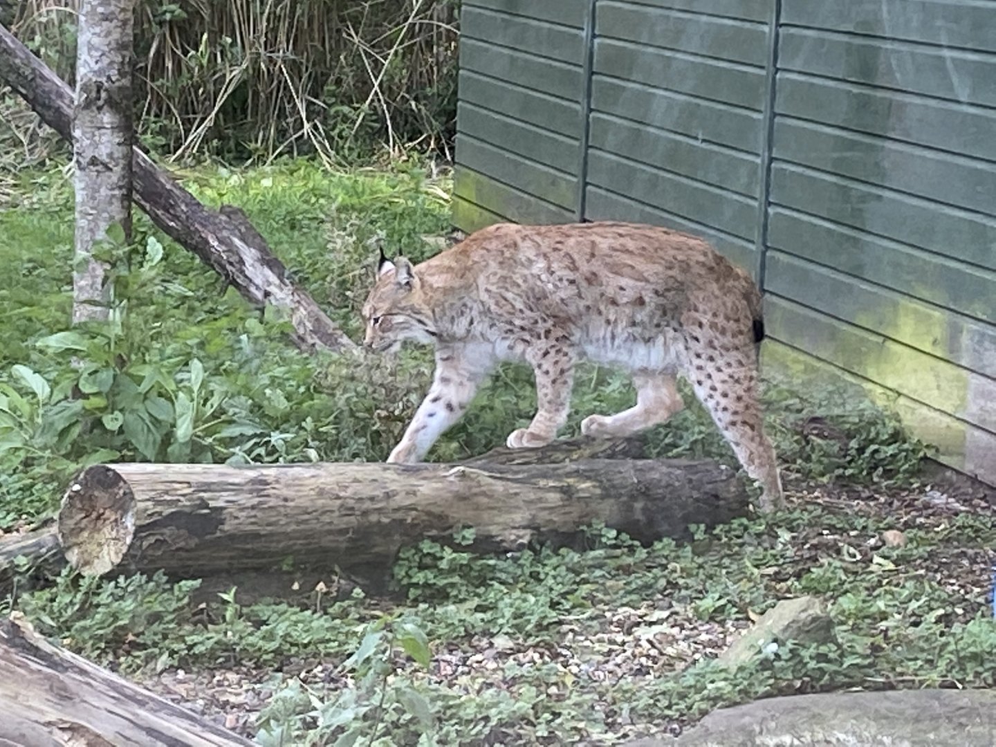 Carpathian lynx 071121