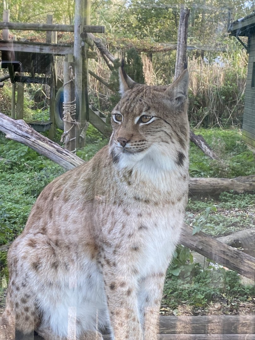 Carpathian lynx 071121