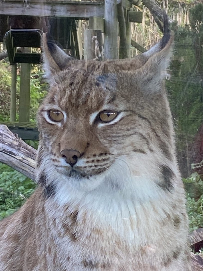 Carpathian lynx 071121