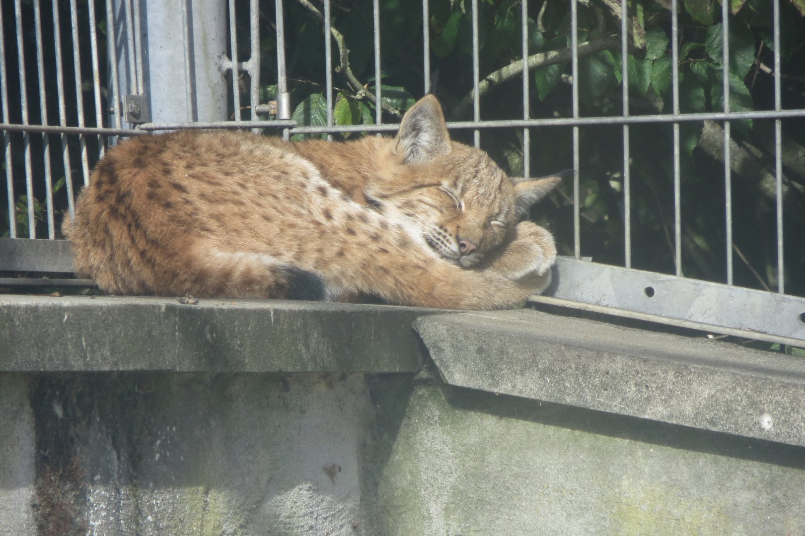 Carpathian lynx 081018
