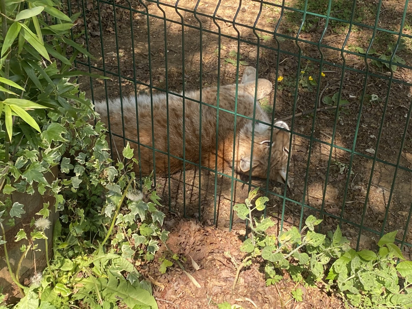 Carpathian lynx 090525