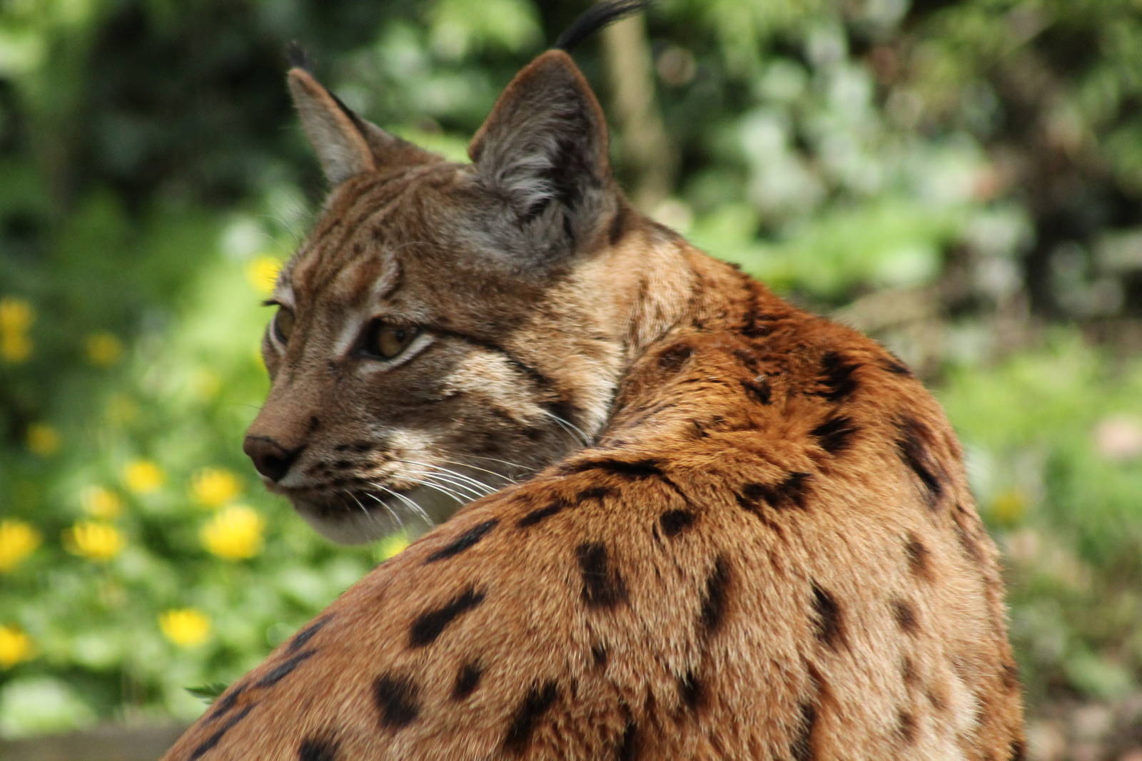 Carpathian Lynx - 13th April 2014