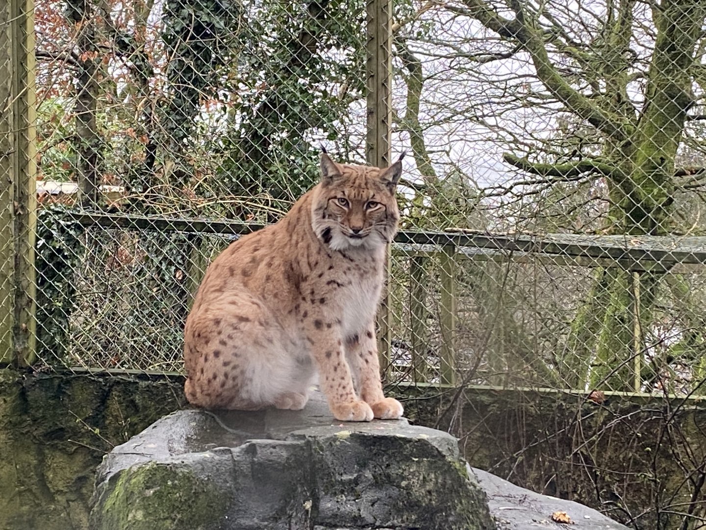 Carpathian lynx 160122