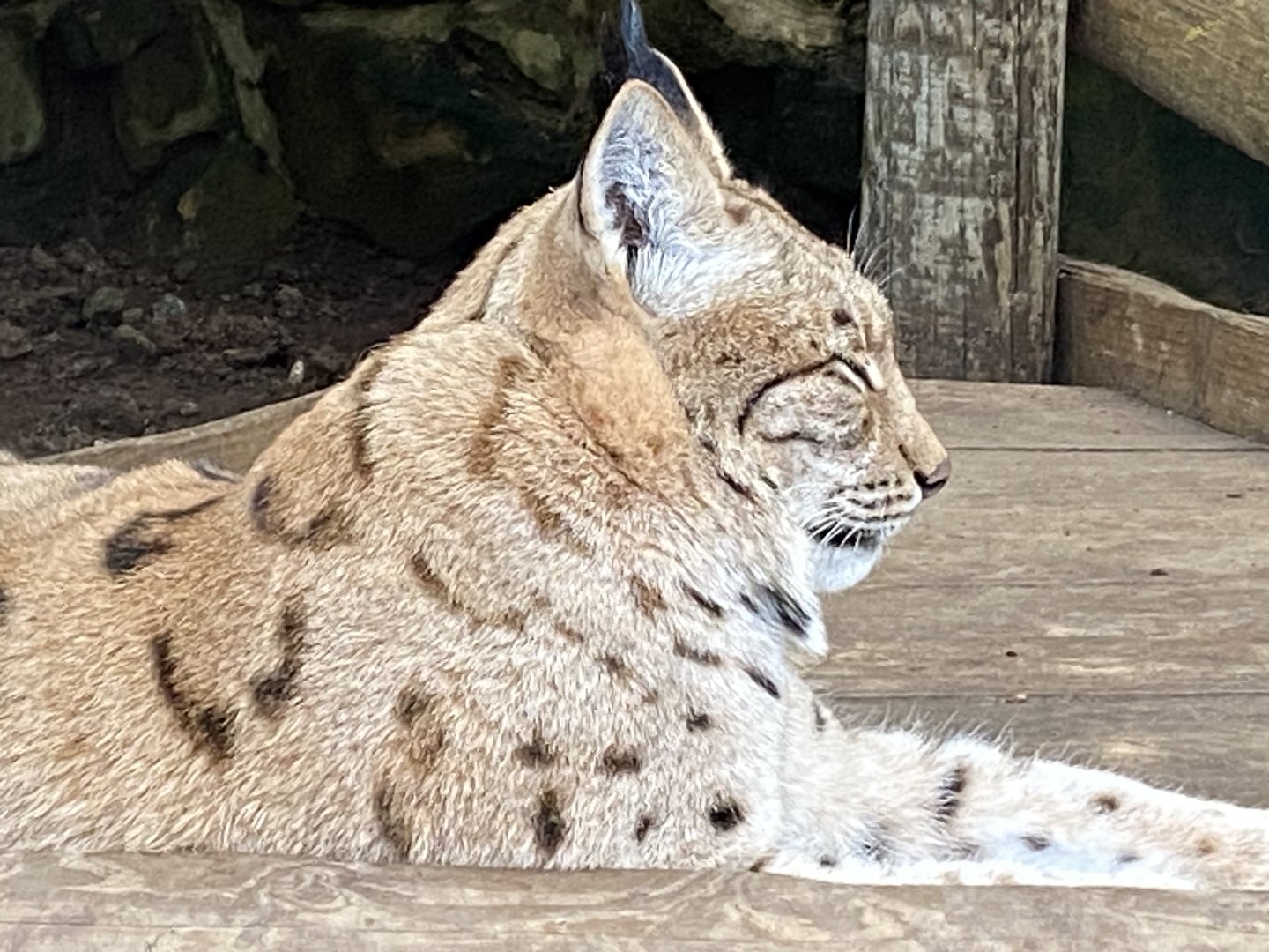 Carpathian lynx 241122