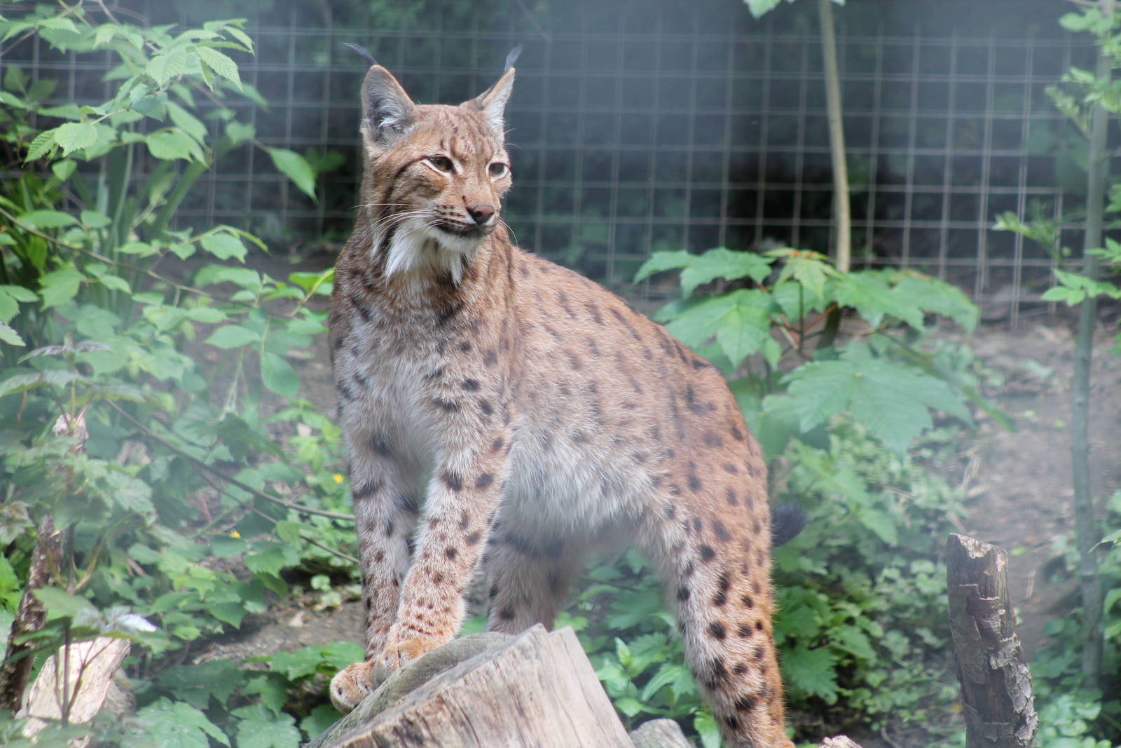 Carpathian Lynx - 25th May 2013