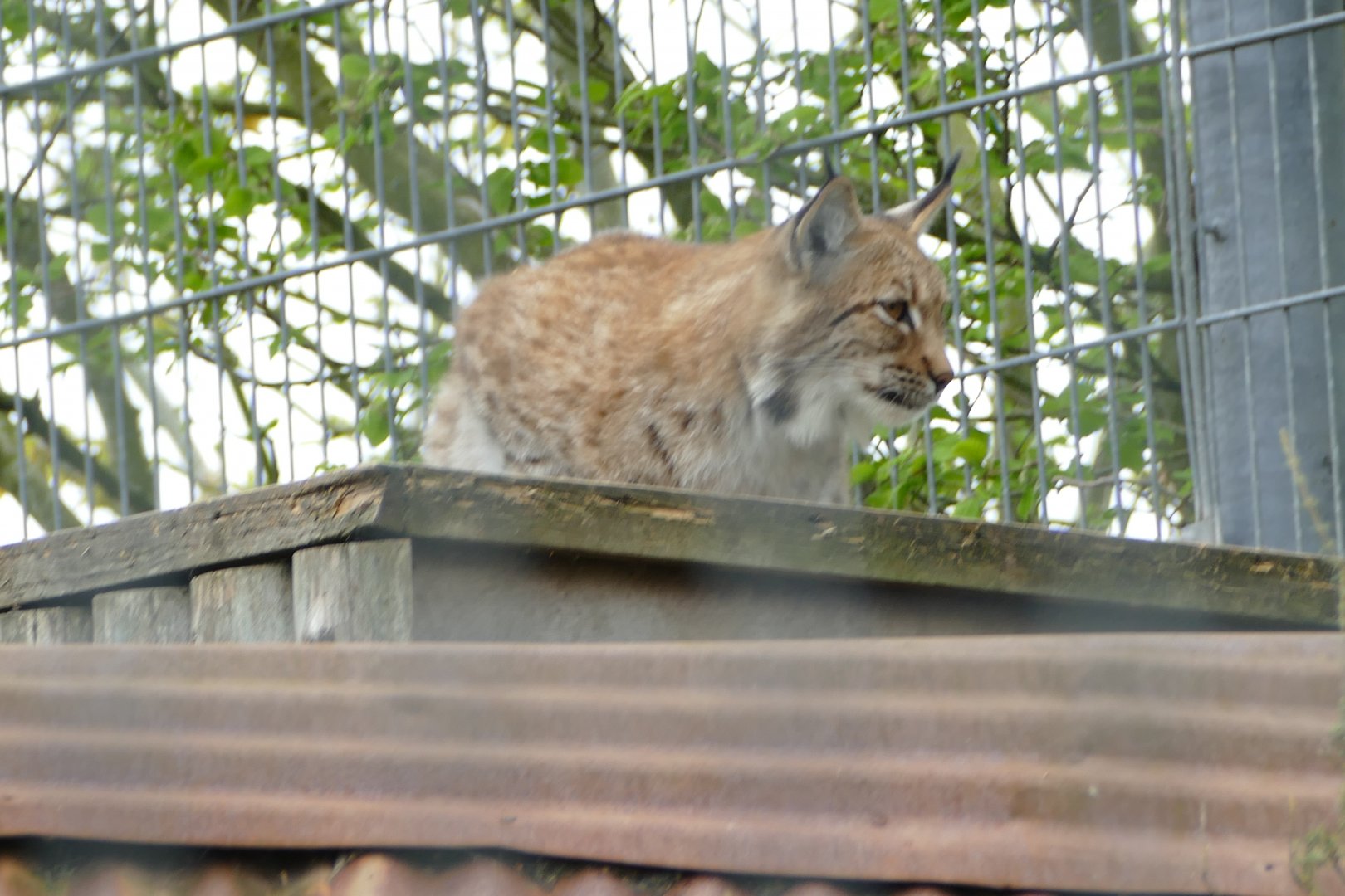 Carpathian Lynx, April 2018