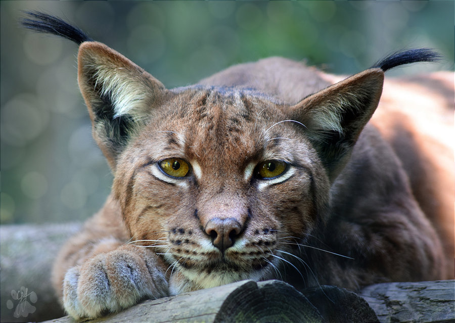 Carpathian Lynx at Dartmoor Zoo