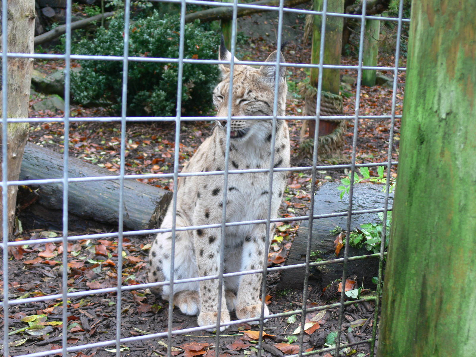 Carpathian Lynx at Dudley, 02/11/13