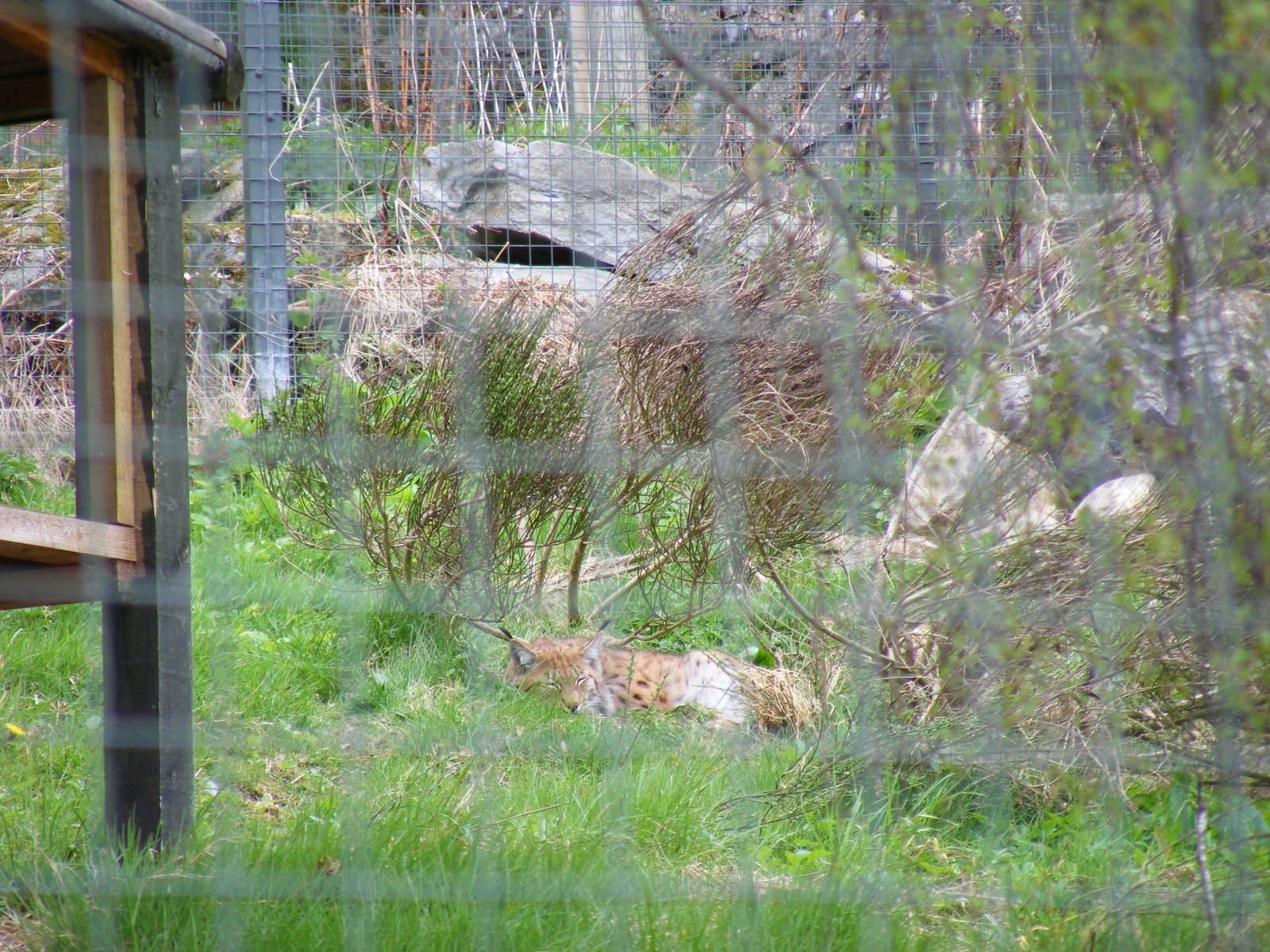 Carpathian lynx at Highland Wildlife Park, 17 May 2010