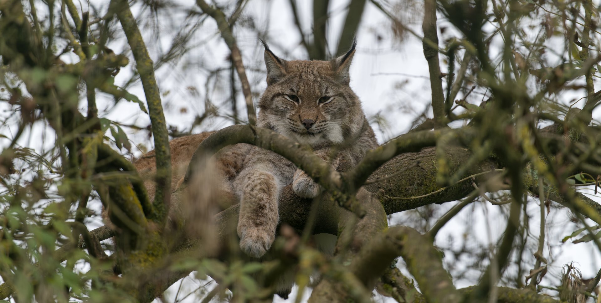 Carpathian Lynx, Beale Park, UK