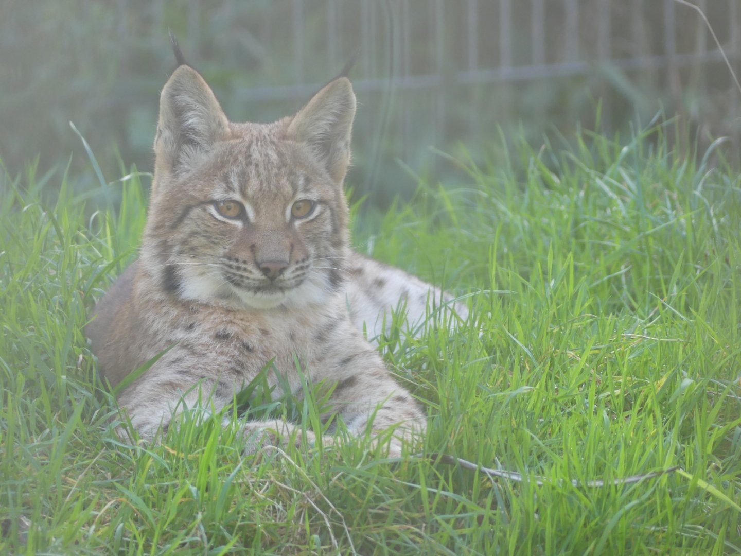 Carpathian Lynx cub - 21.10.24