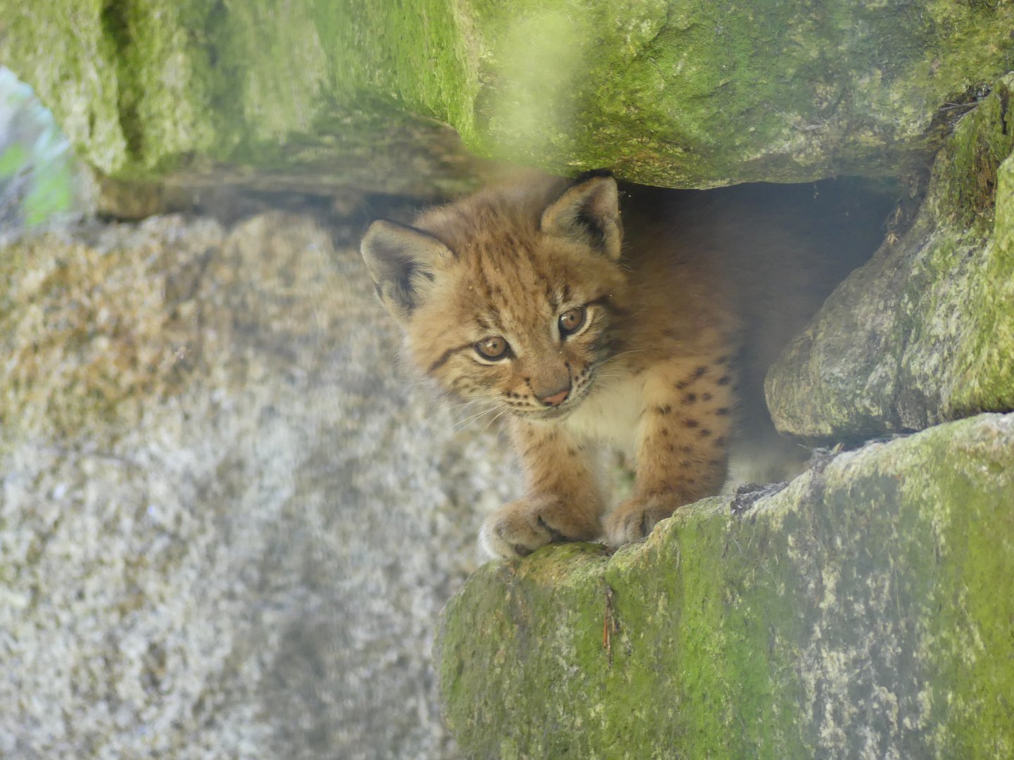 Carpathian Lynx (cub)