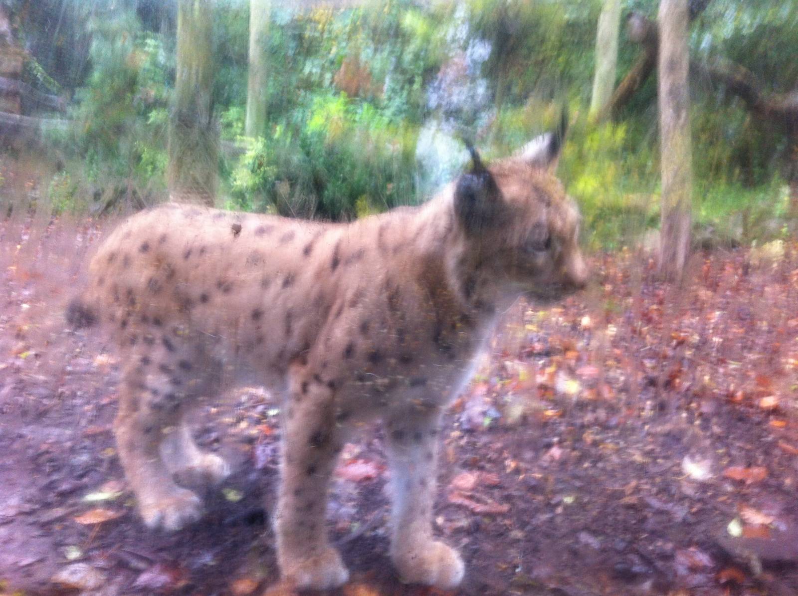 Carpathian Lynx - Dudley Zoo 24/10/2012