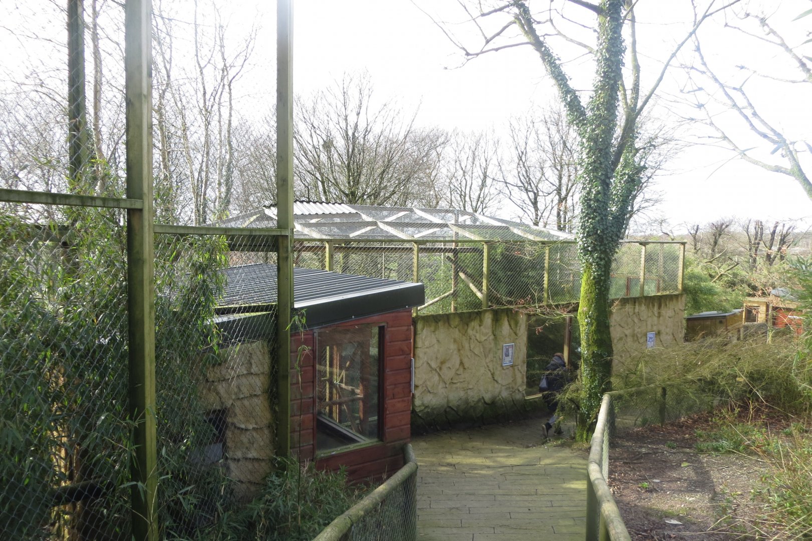 Carpathian lynx enclosure 040319