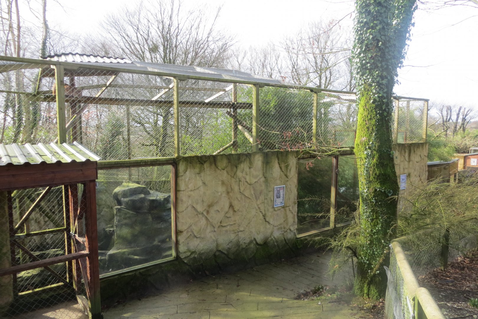 Carpathian lynx enclosure 040319