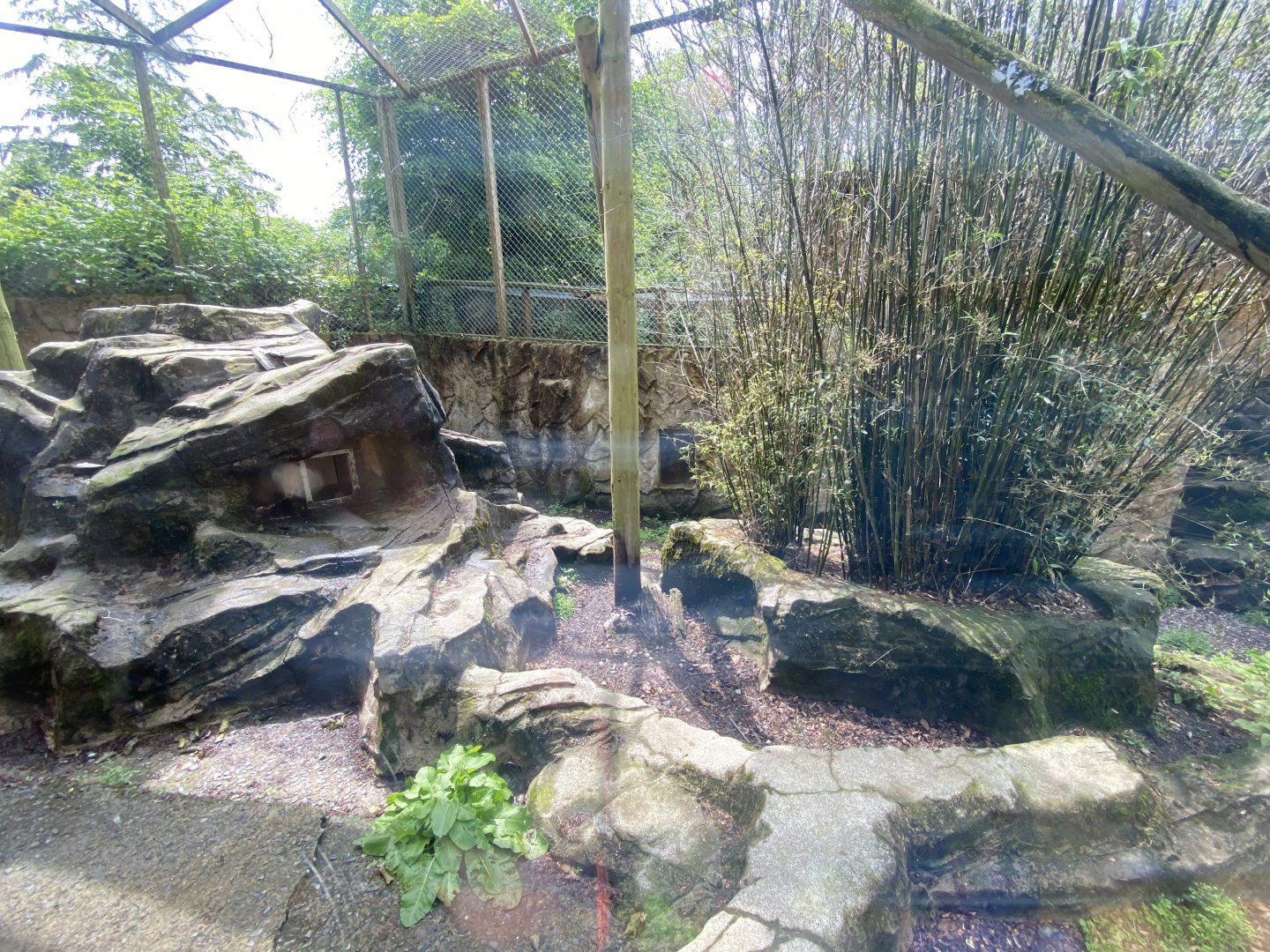 Carpathian lynx enclosure 050625