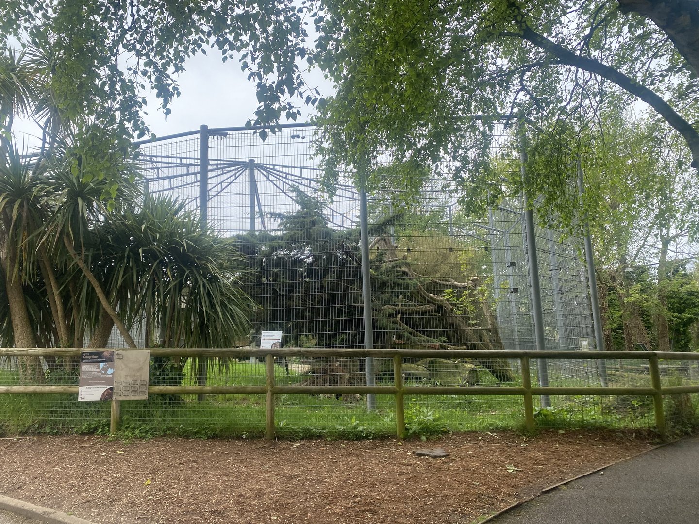 Carpathian lynx enclosure 060523