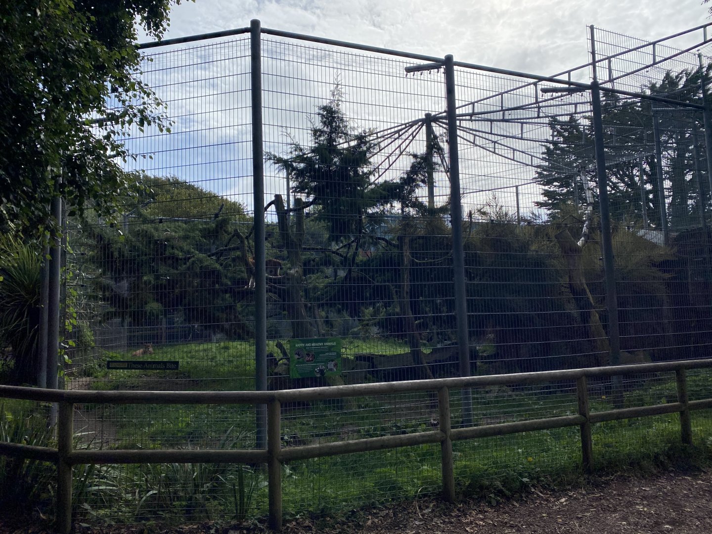 Carpathian lynx enclosure 070920