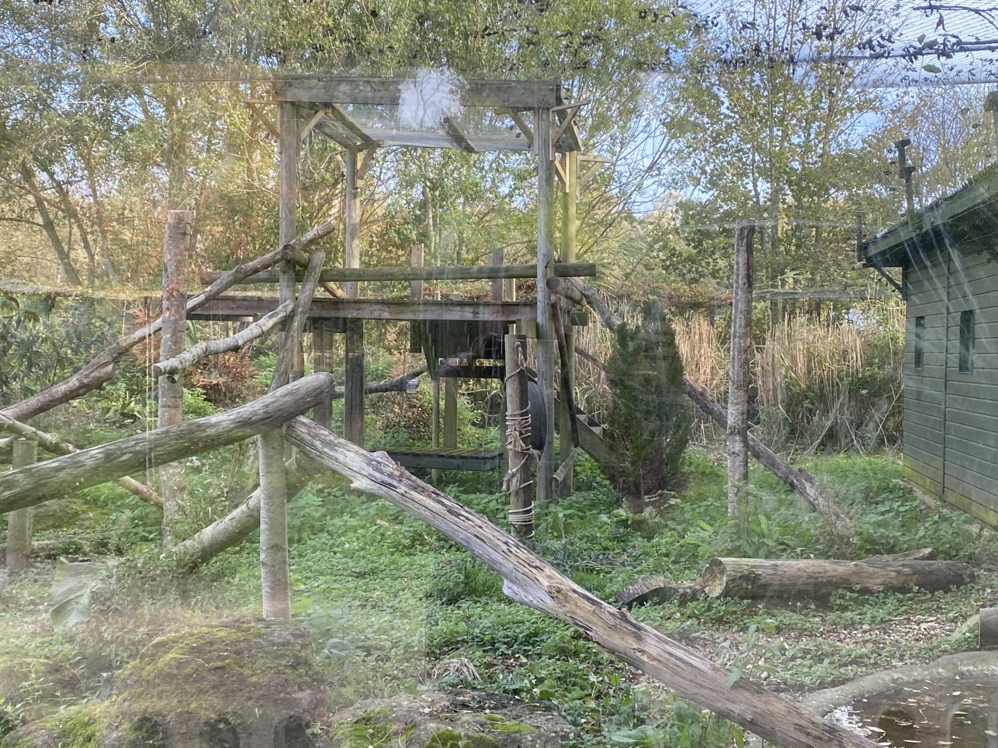 Carpathian lynx enclosure 071121