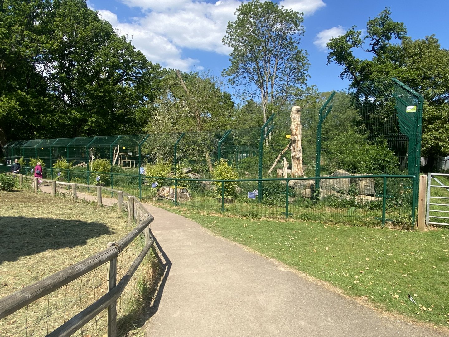 Carpathian lynx enclosure 090525