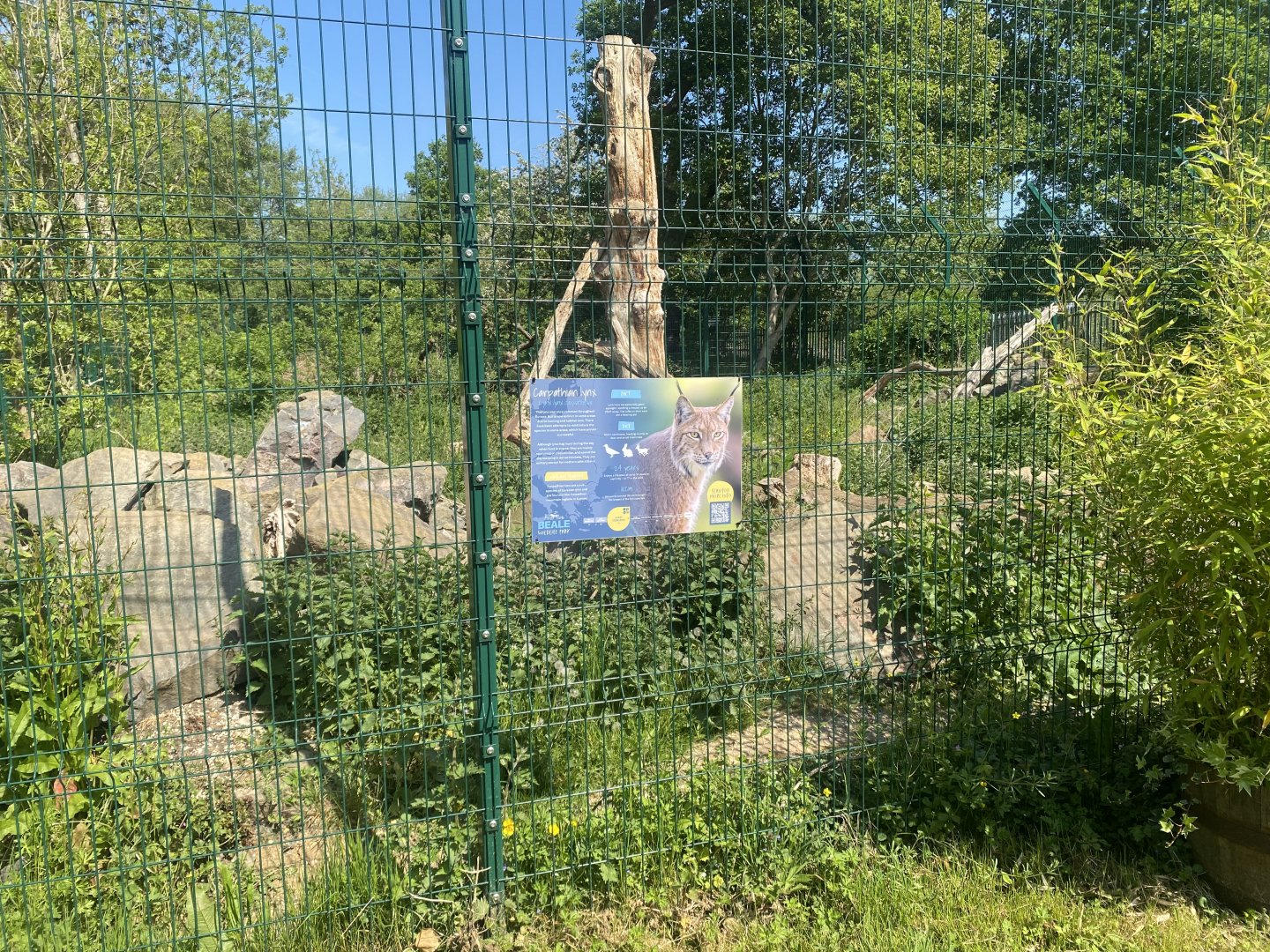 Carpathian lynx enclosure 090525