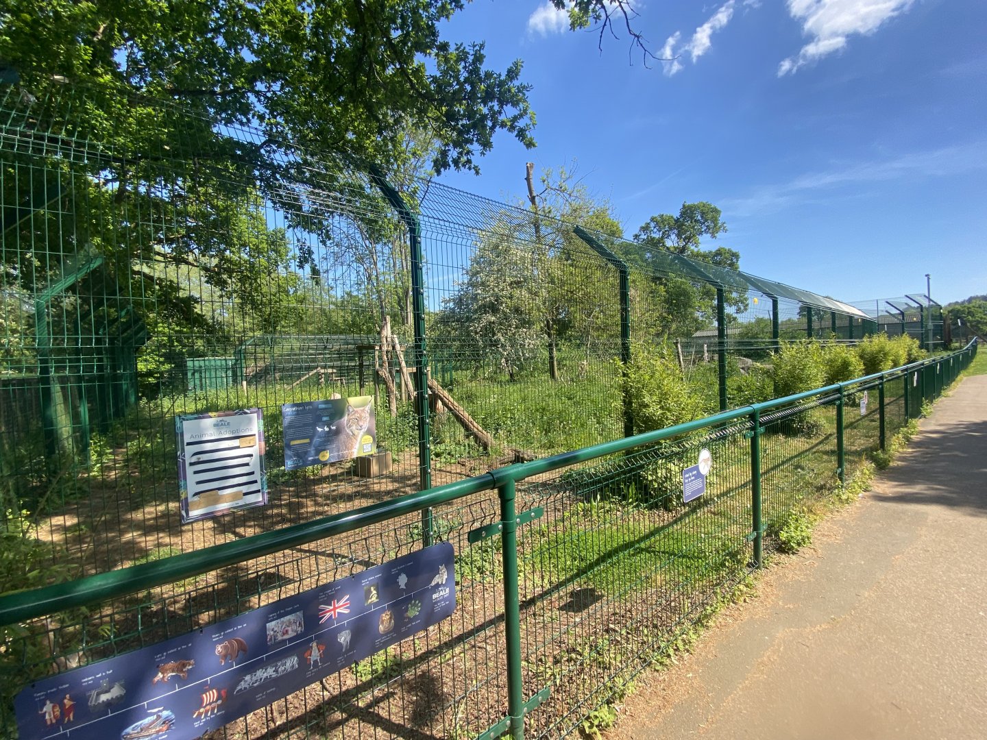 Carpathian lynx enclosure 090525