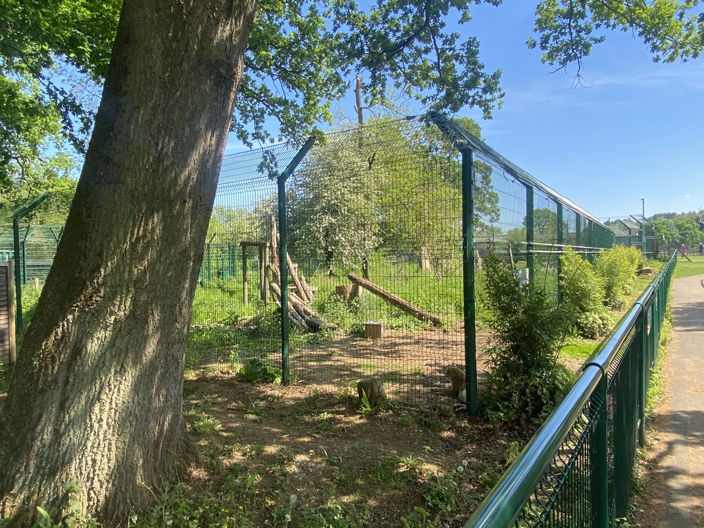 Carpathian lynx enclosure 090525