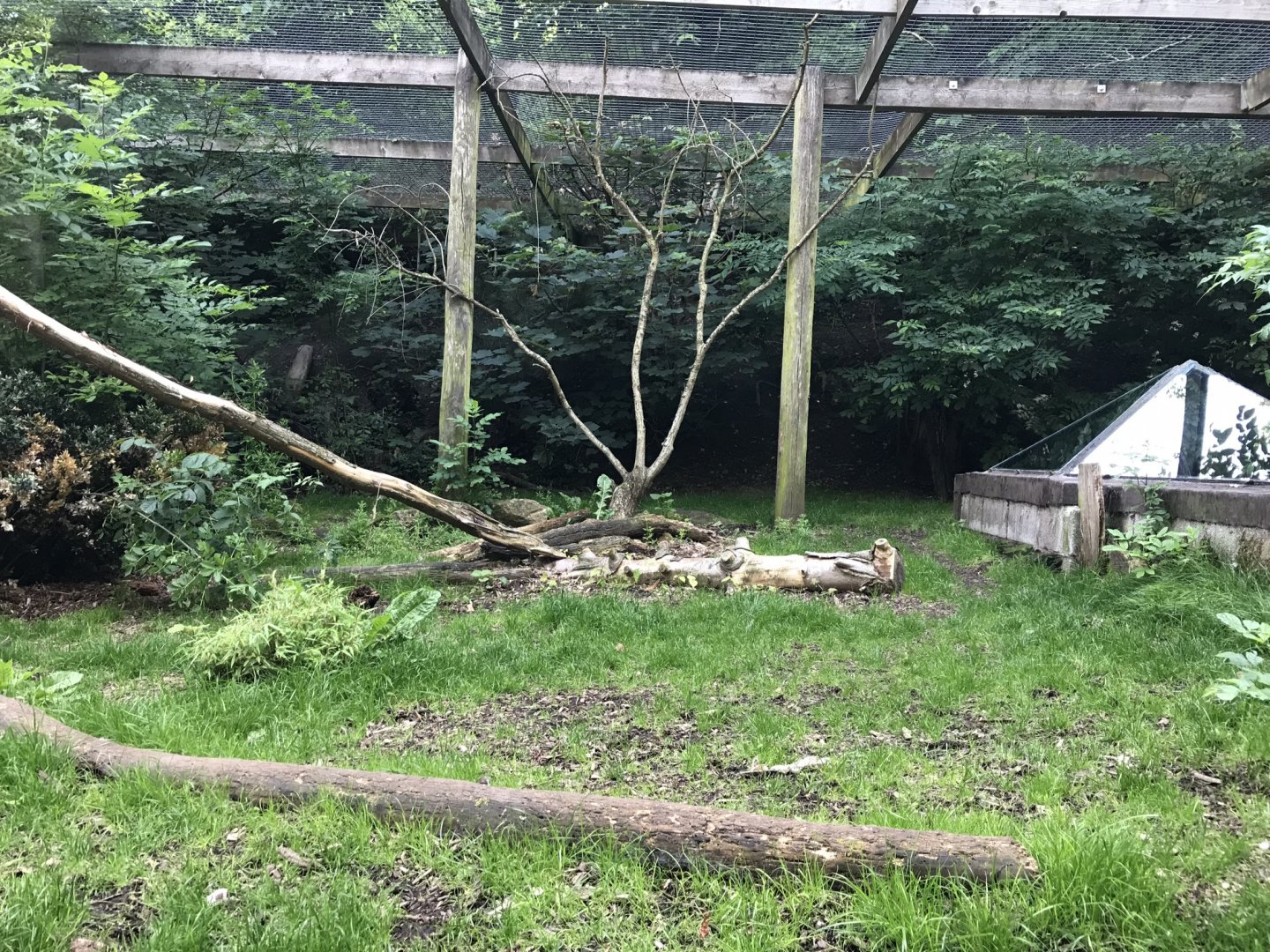 Carpathian lynx enclosure 230619