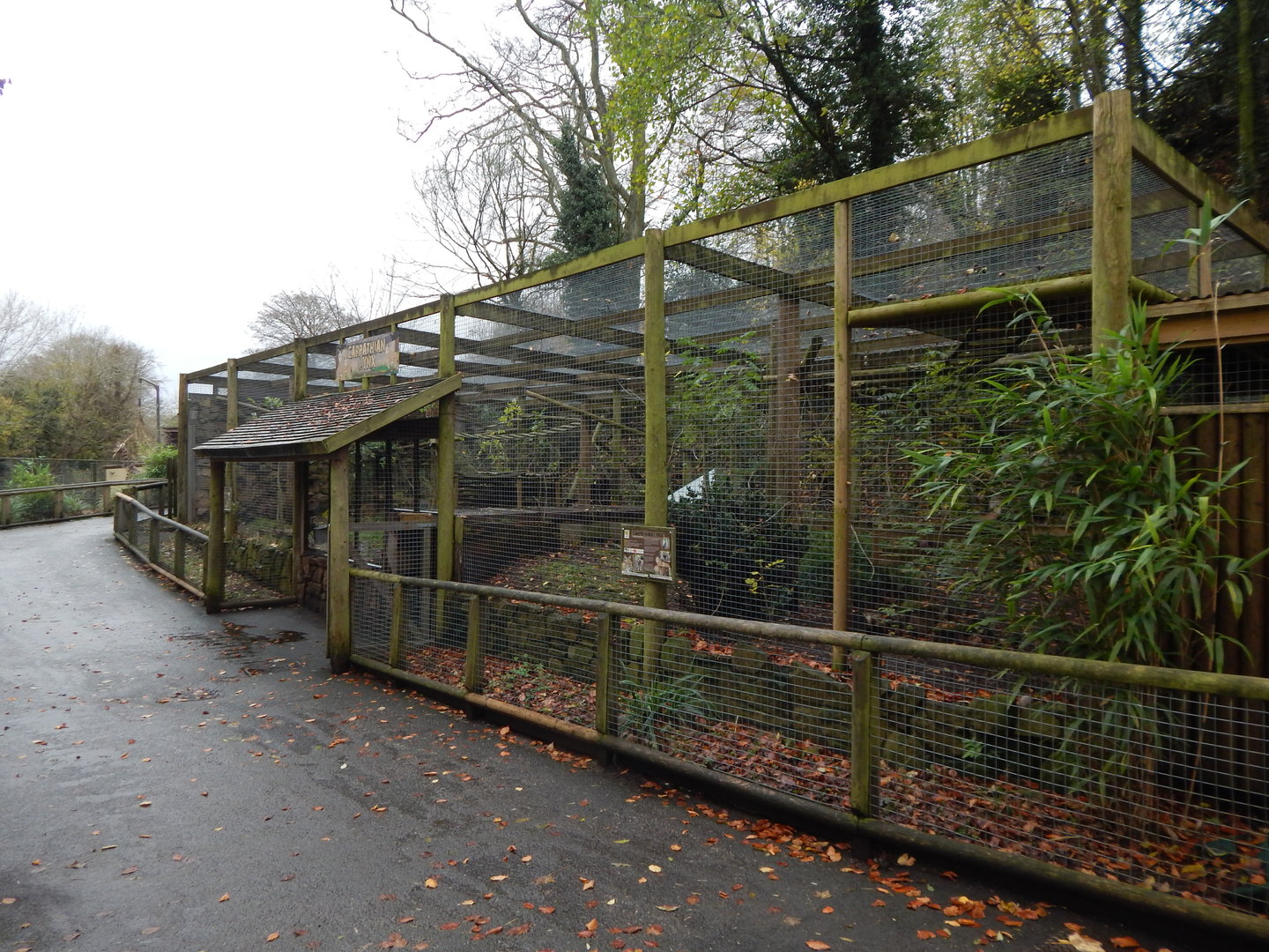 Carpathian lynx enclosure 241122